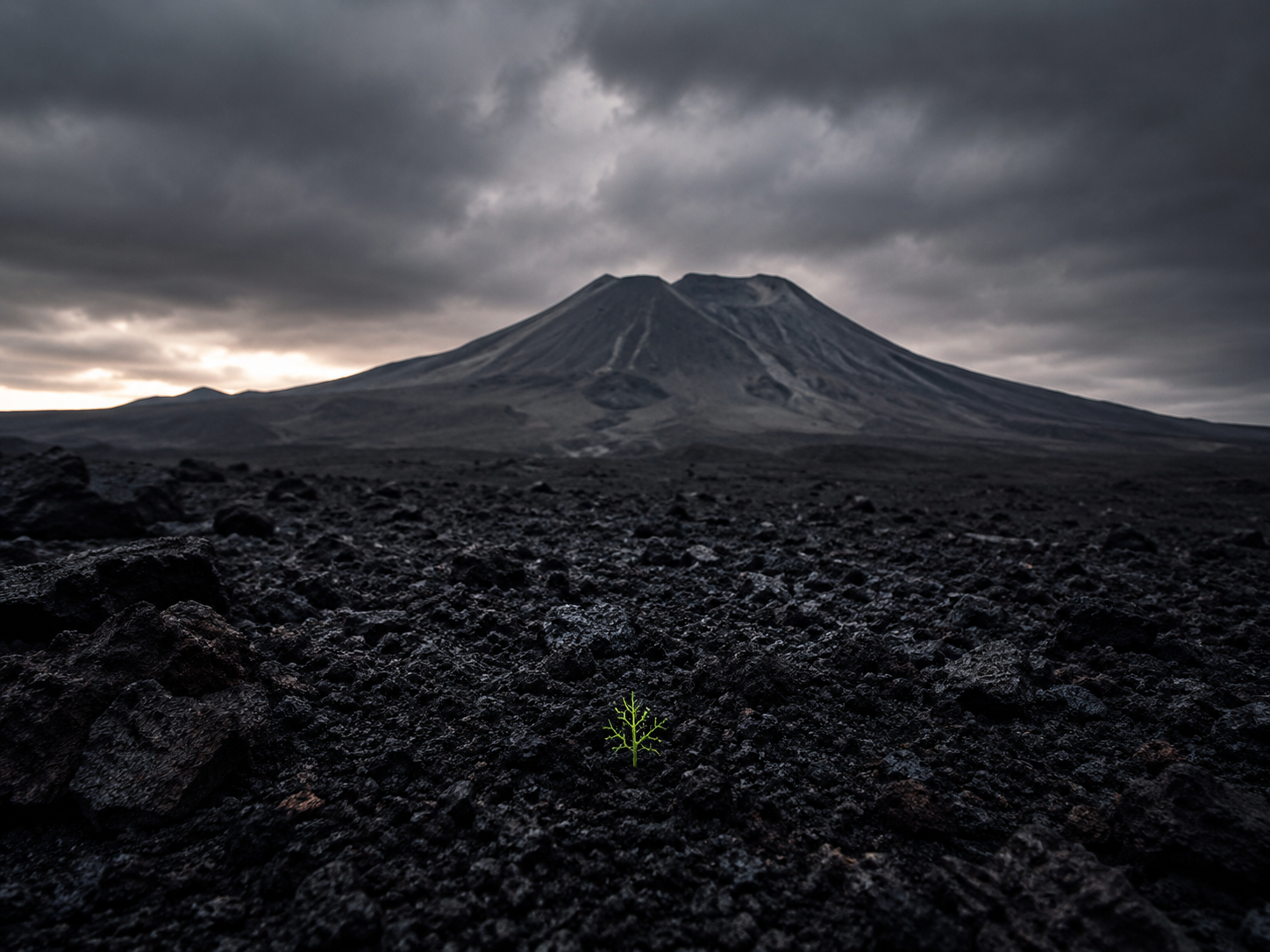 A small branching green form emerging from dark volcanic ground.